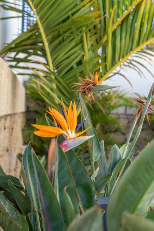 Medano4You The Strelitzia Terrace El Medano  Luaran gambar